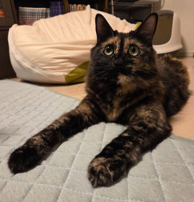 まったりするピノちゃん