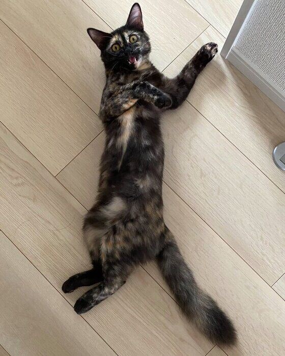 お迎え当時のピノちゃん