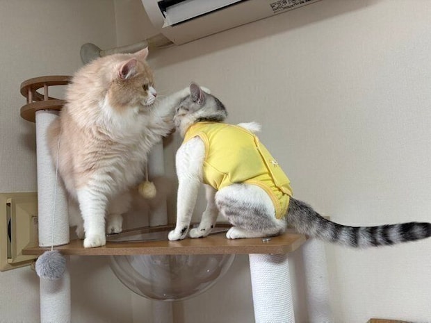 別の日の様子　この日も警戒されてしまったモモちゃん