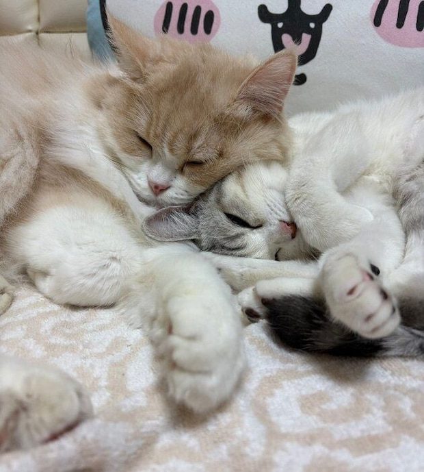 顔を寄せ合って眠る2匹　仲よしな様子が伝わってくる