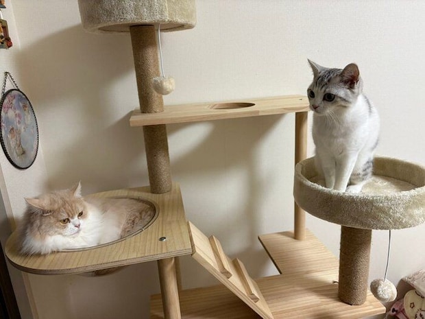 かまってほしそうな様子でハチくんを見つめるモモちゃん