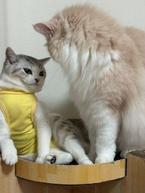 入院をきっかけに関係が“ギクシャク”してしまった2匹の愛猫たち→出会ったときと同じ過程を踏み、関係を修復する様子に感動！