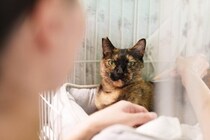 殺処分ゼロを達成・維持していくための“受け皿”に