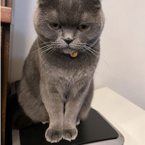 愛猫に嫌がられた飼い主さんの“おせっかい”体験談＆獣医師解説