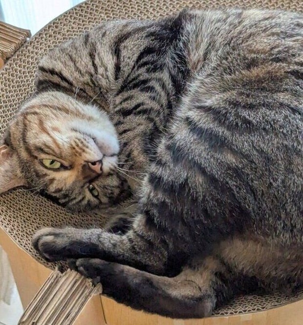 爪とぎ器の上から見つめるたまちゃん