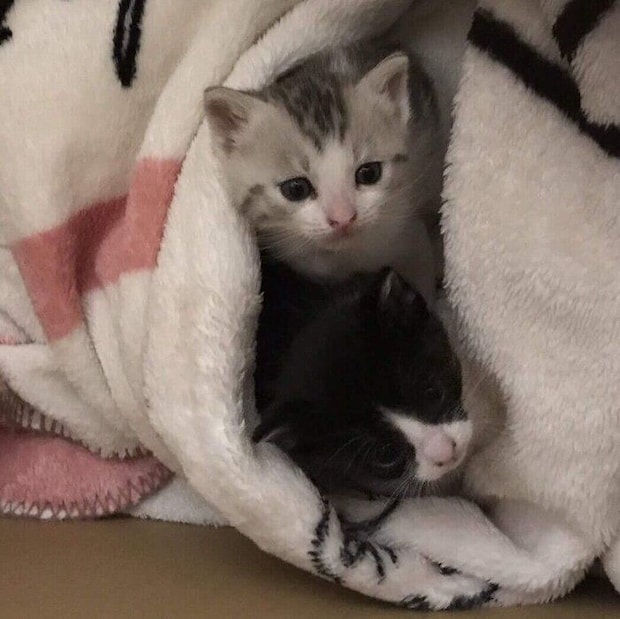 お迎え当時のくろまめちゃん、とうふちゃん