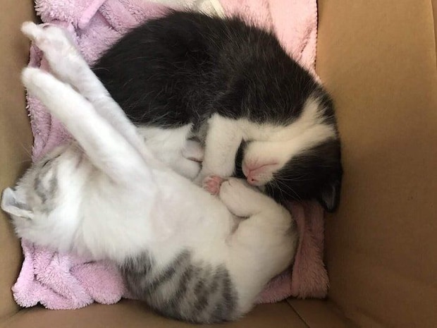 お迎え当時のくろまめちゃん、とうふちゃん。