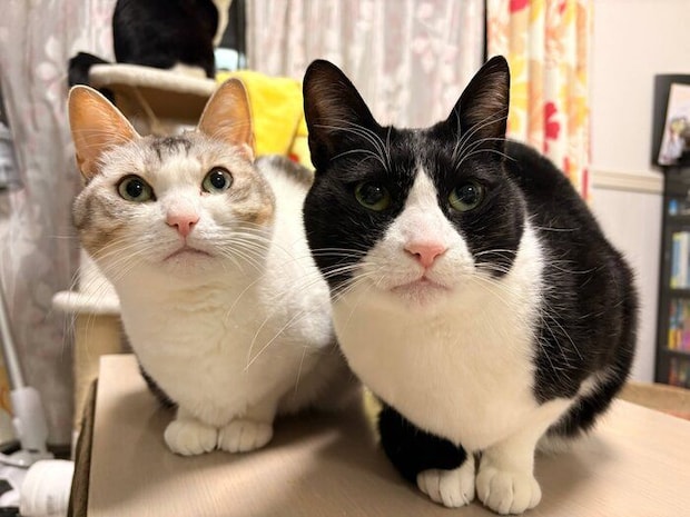 立派に成長したとうふちゃん、くろまめちゃん