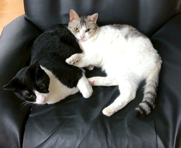 くっつくくろまめちゃん、とうふちゃん