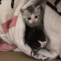 「このコたちは私が育てる」と迎えた2匹の保護子猫→8年後も、ぎゅっと寄り添う姿にほっこり