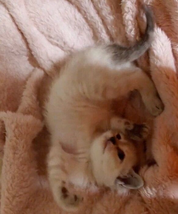 無邪気なルナちゃん