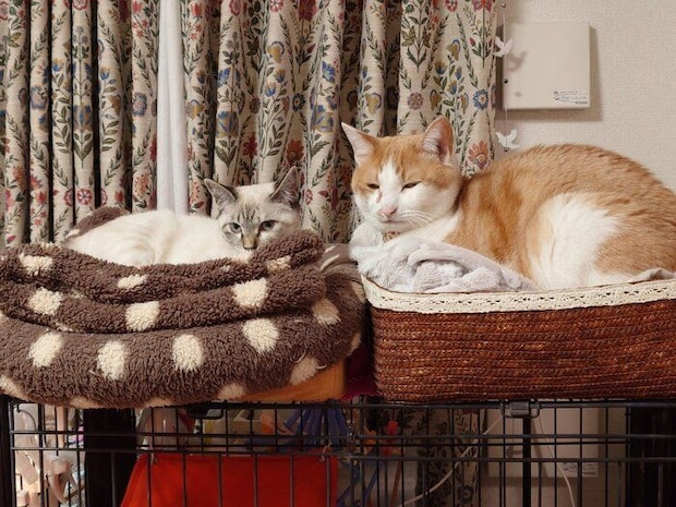 まったりする2匹