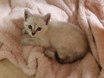 お迎え時から「肝が据わっている」と驚かれた保護子猫→3カ月後、やんちゃで“図太い”コに成長中！