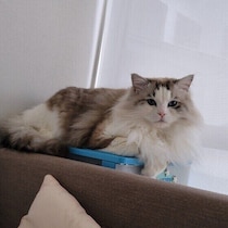 気を引きたいから？　電話を邪魔してくる猫の心理を獣医師が解説