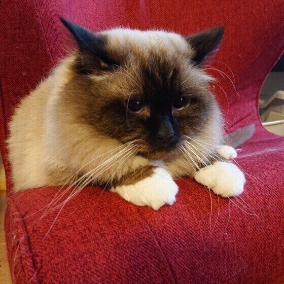 バーマンの カルロ くん