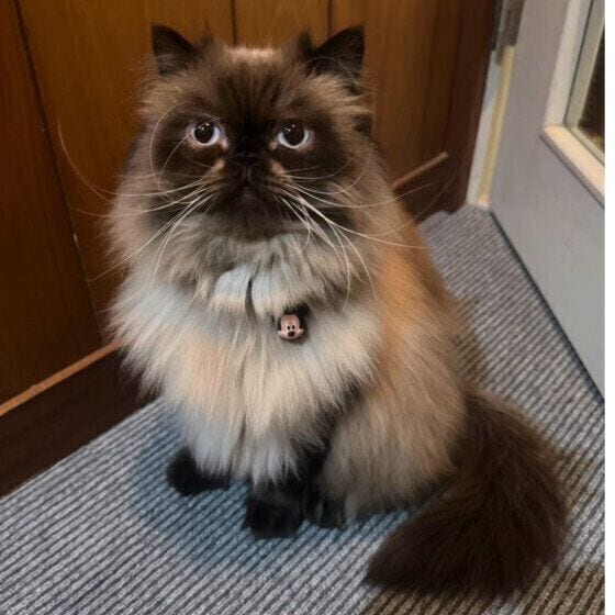 ヒマラヤンのノエル ちゃん