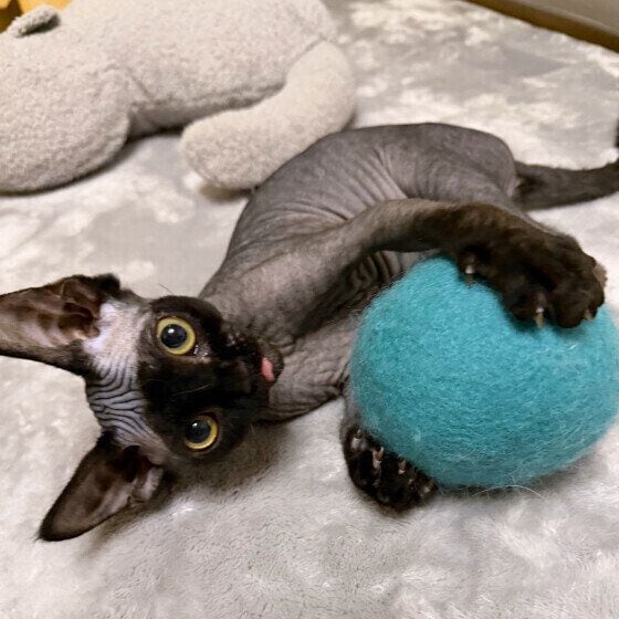 デボンレックスの 珊瑚ちゃん