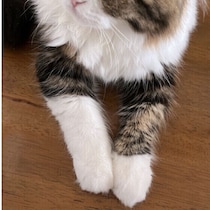 左右の長さが違うことも!?　手袋・靴下を“身につけた”猫のトリビア5選