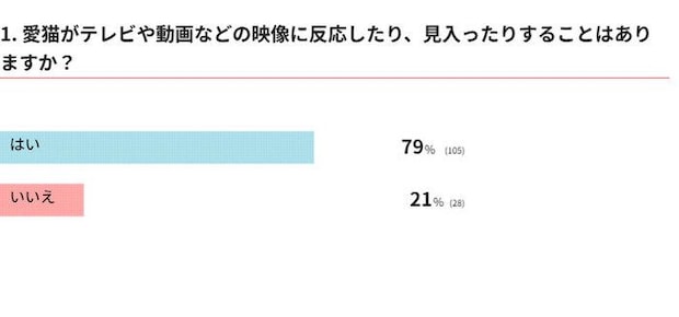 愛猫がテレビや動画などの映像に反応することはありますか？