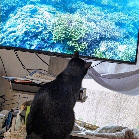 MIX黒のくうくん