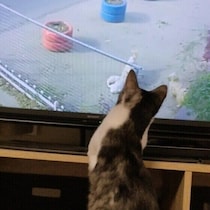 【調査】猫はテレビなどの映像をどう認識しているの？ 獣医師解説