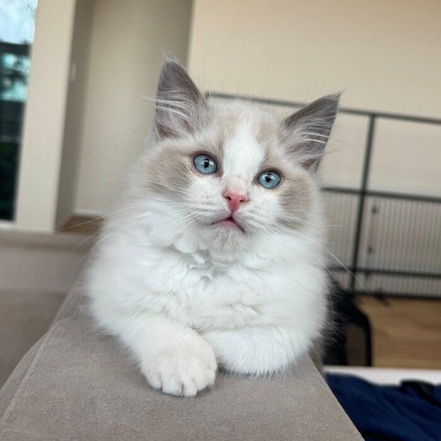 ソファのへりでくつろぐニコくん（撮影時、生後3カ月）。