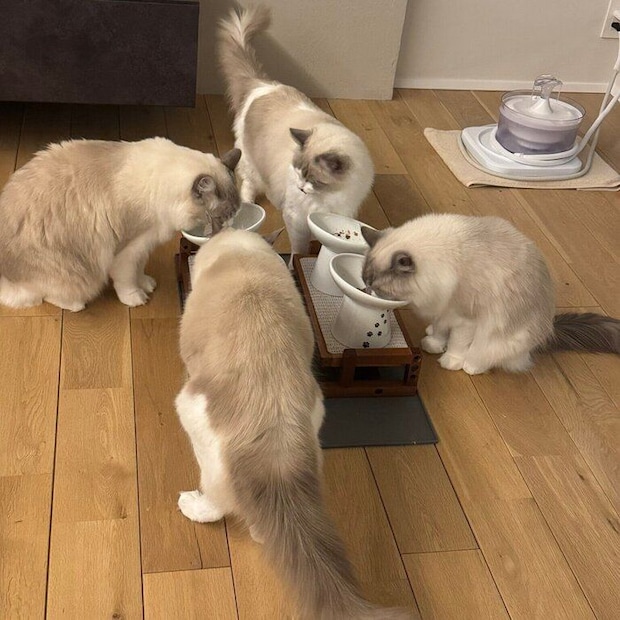 全員集合で、あさゴハン。