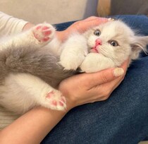 「ちゃんと大きくなる？」と心配だった子猫→2才の今、“末っ子気質全開”で甘えまくり！