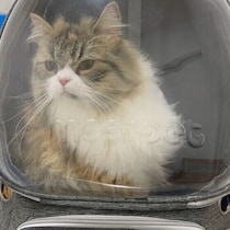 【調査】愛猫は動物病院を嫌がる？ 獣医師に聞いた、受診のストレスを減らす方法とは