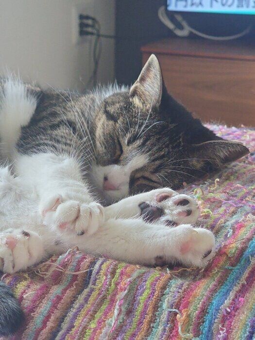 気持ちよさそうに眠るつくねちゃん