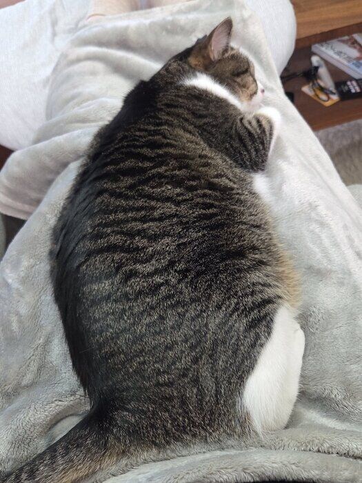 膝の上でゆったりリラックスモード