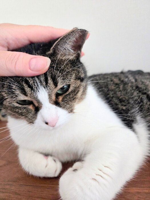 頭をなでられるつくねちゃん。表情がかわいすぎる