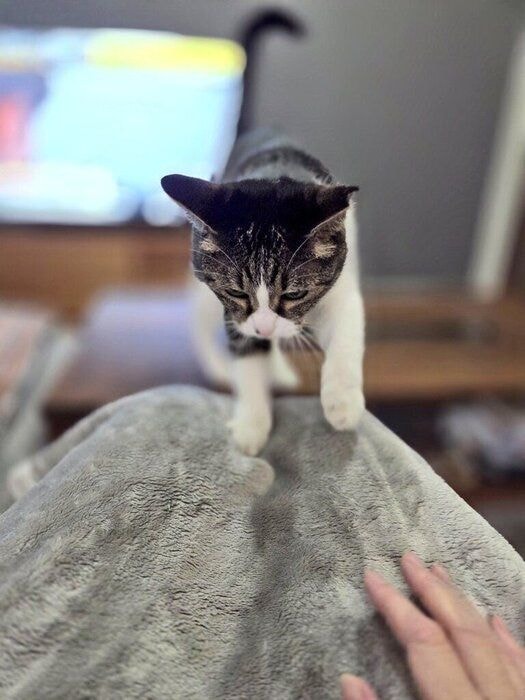 飼い主さんの膝の上に乗ることが日常化しているつくねちゃん