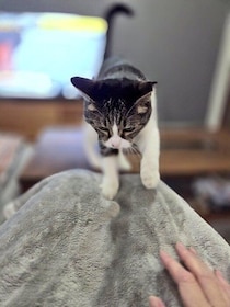 飼い主さんの膝の上に乗るのがルーティン化した愛猫の心理とは？獣医師が解説