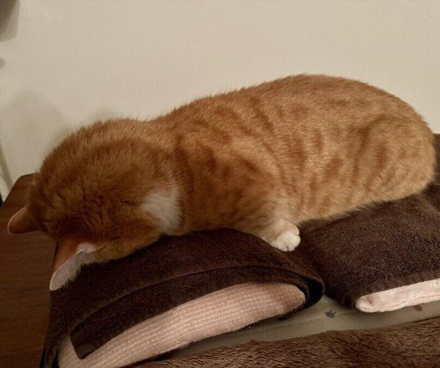 眠っているにゃんたくん