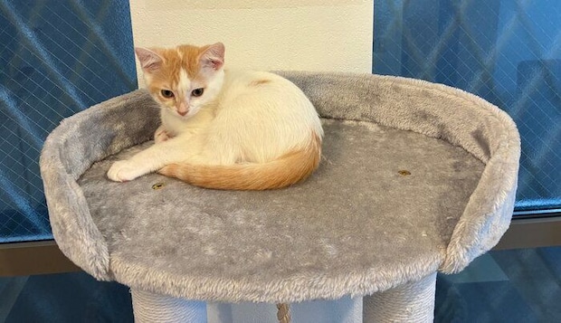 生後3カ月のマンチカン