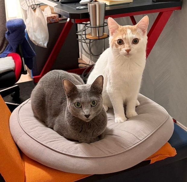 マンチカンとロシアンブルー