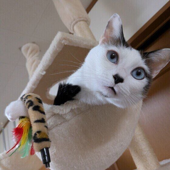 MIX白のミルちゃん