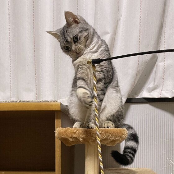 アメリカンショートヘアのべべちゃん