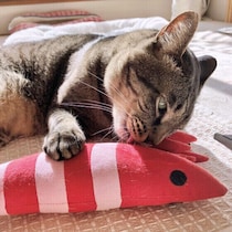 【獣医師解説】猫も「仮病」を使うことがあるの？獣医師に聞いてみた