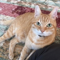 猫に「ありがとう」を伝えるにはどうすればいい？　猫への感謝の伝え方を獣医師に聞いた