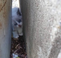 不安そうな表情をしていた小さな野良の子猫→8年後、愛情に包まれて「貫禄たっぷり」な姿に！