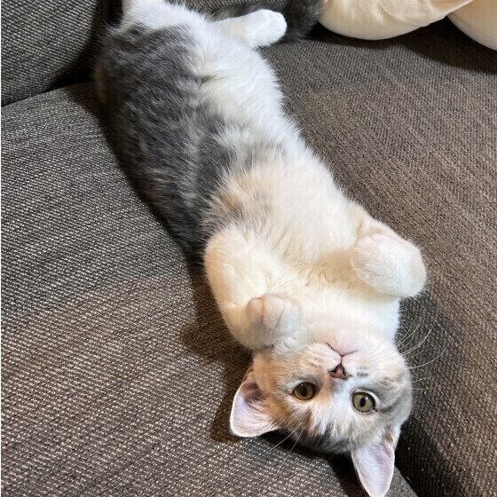 スコティッシュフォールドのエフちゃん