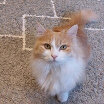 気まぐれな猫の行動が飼い主さんの健康にいい影響を？研究からわかったこと