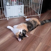 猫のヤケドにご用心！どんなシーンで起こりやすい？予防策や対処法は？ 獣医師が解説