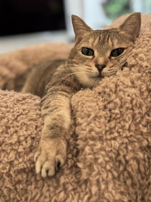 リラックスした様子のミータンちゃん