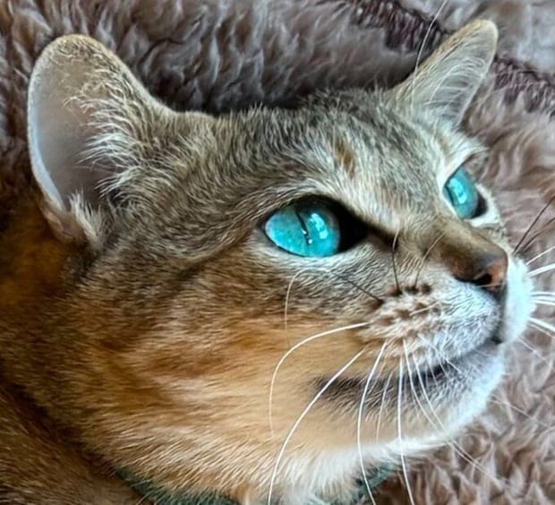 キレイな瞳が印象的なミータンちゃん(撮影時9才) トリミングを除き、色や光などは一切無加工なのだとか