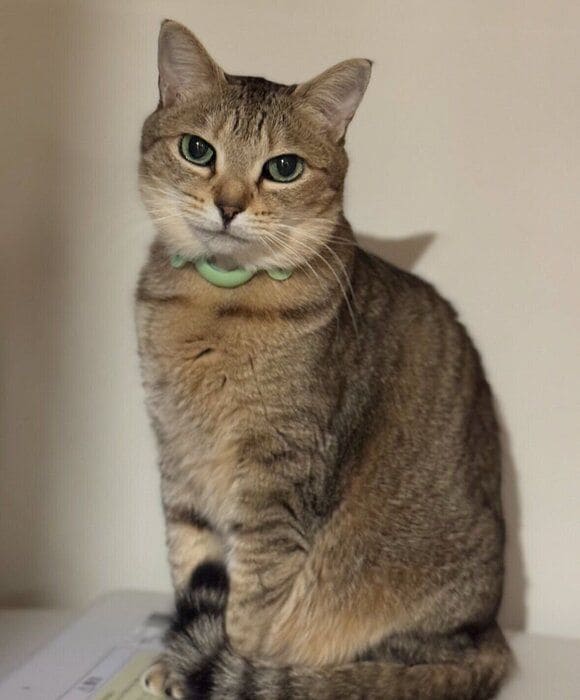 カメラ目線のミータンちゃん