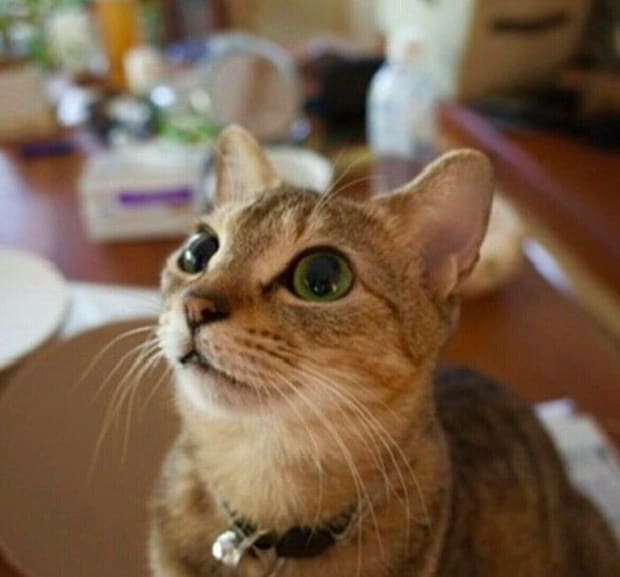 お迎えした頃の様子 「小動物のようでした」と飼い主さんが