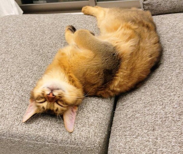 子猫時代のコンタくん